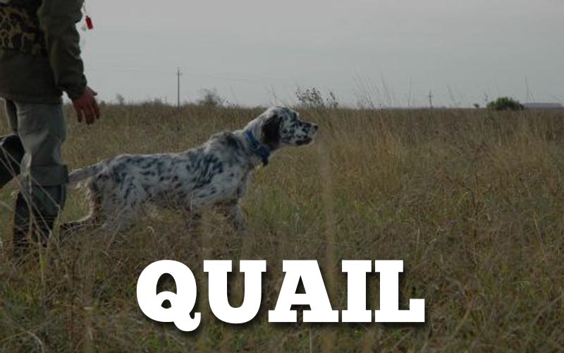 Quail Hunting