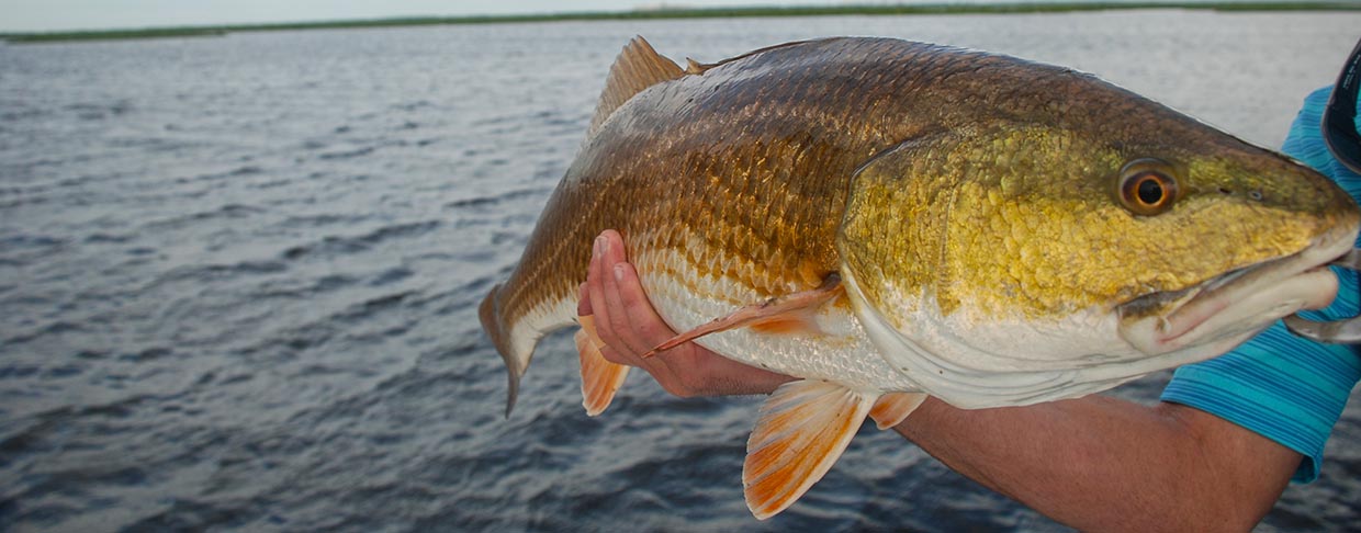Guided Fishing Trips Louisiana, Texas & Florida - Jason Catchings Outdoors