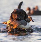 Texas Waterfowl Hunting | Jason Catchings