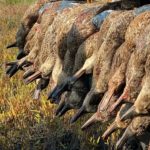 Texas Waterfowl Hunting | Jason Catchings