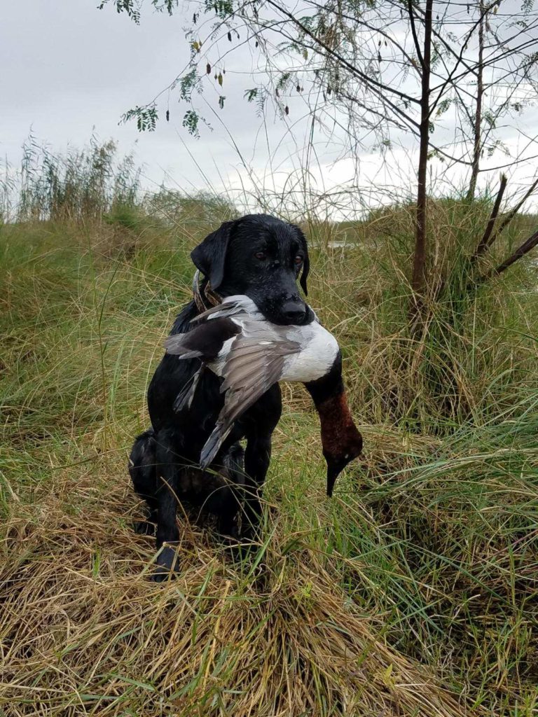 Texas Waterfowl Hunting | Jason Catchings